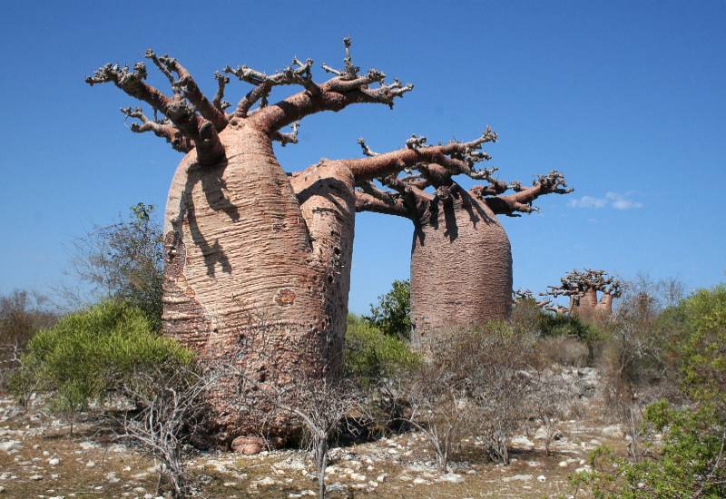 adansonia