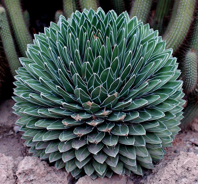 agave-victoria-regia