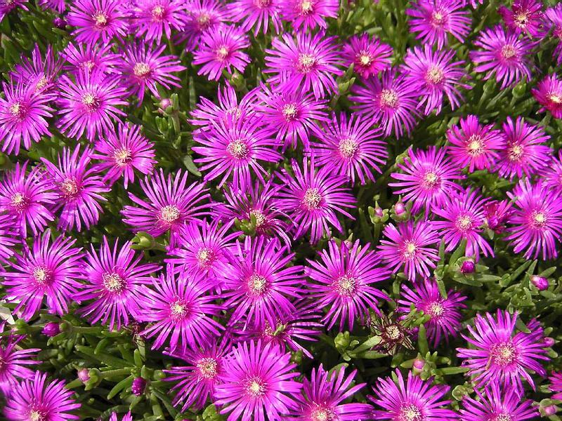 delosperma