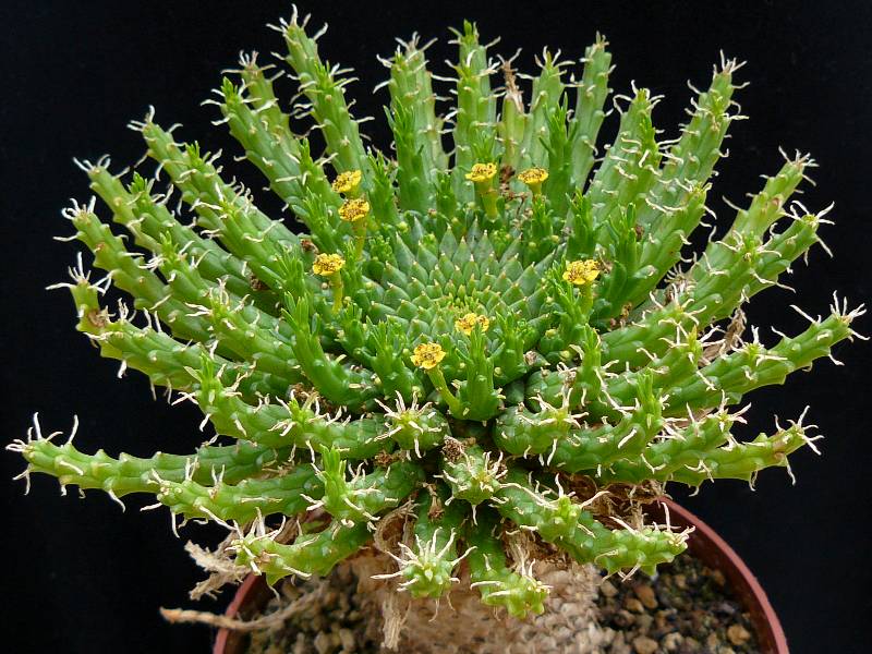 euphorbia-flanagani