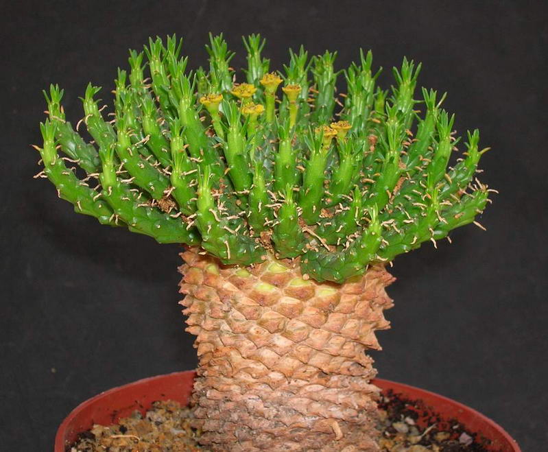 euphorbia-woodii