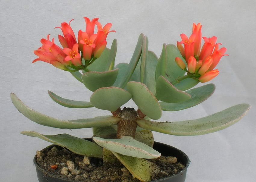 kalanchoe