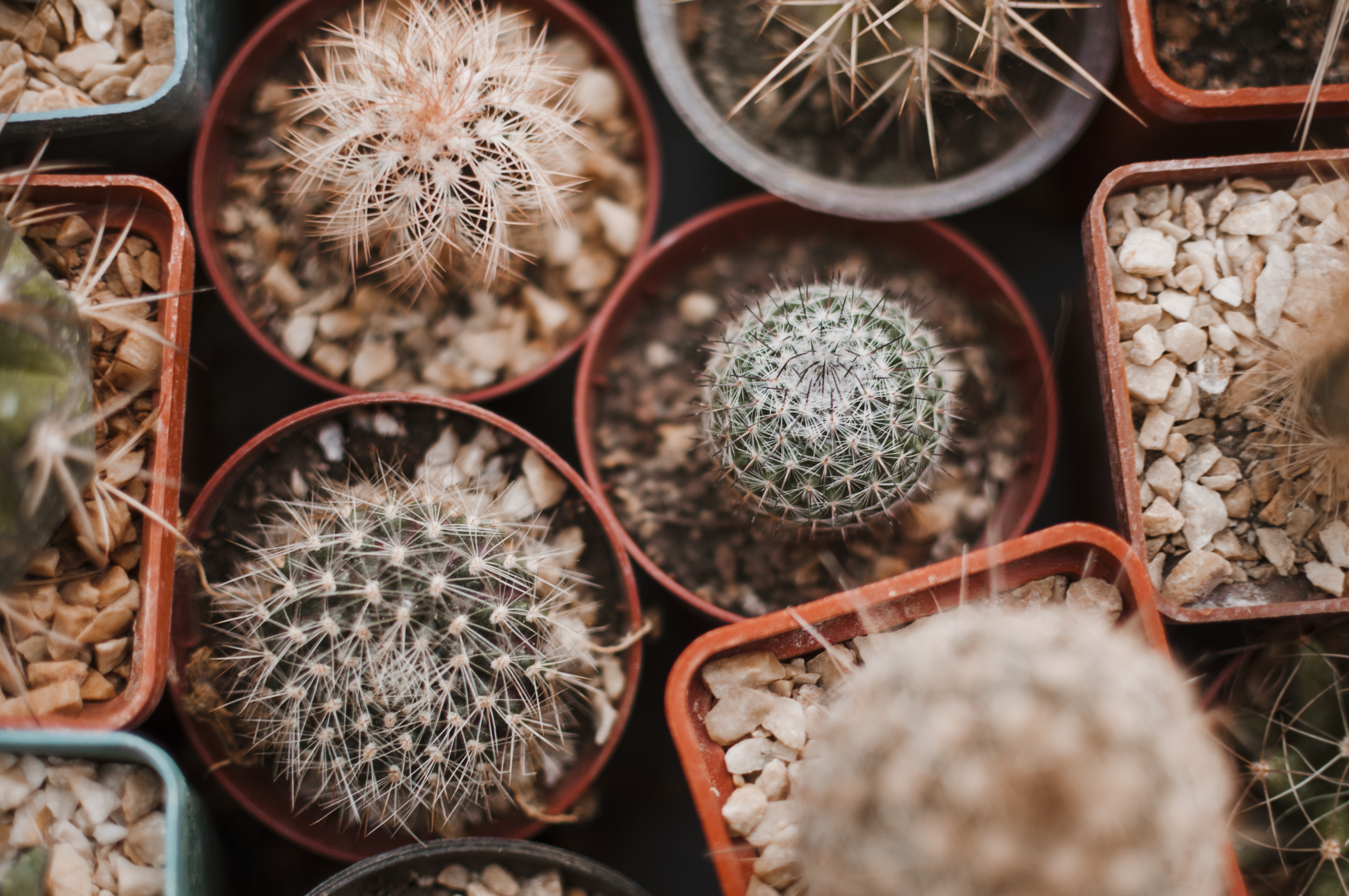 cactus-1