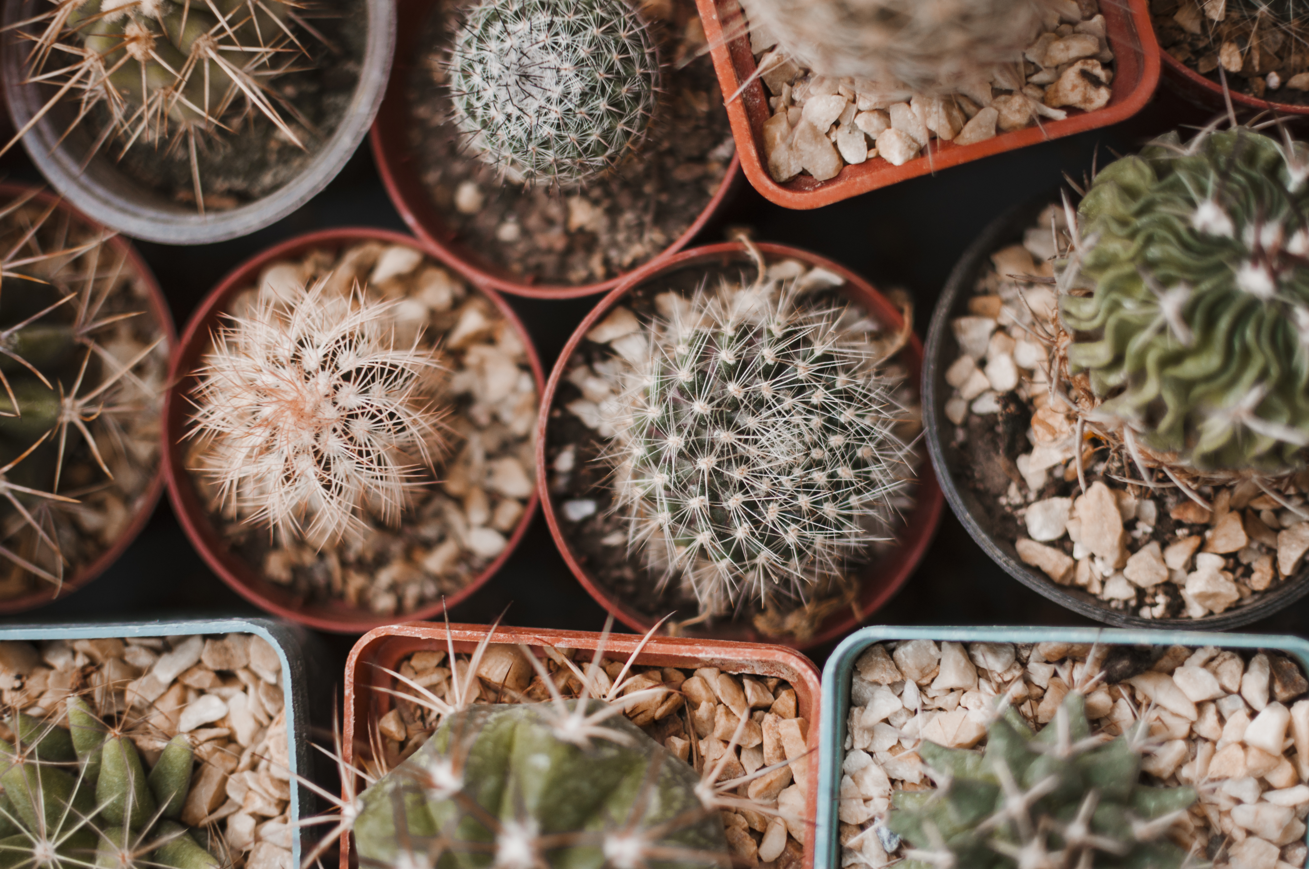 cactus