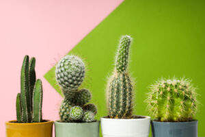 Cozy hobby growing house or indoor plants - cactus