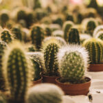 many-small-cactus